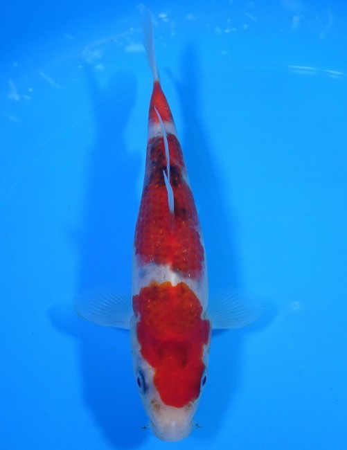 三段大正三色 16cm 錦屋養鯉場 三段大正三色 16cm 錦鯉 金魚 通信販売 錦屋養鯉場