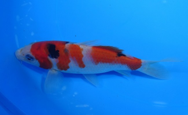 錦屋養鯉場 　大正三色　15cm　 錦鯉販売　通信販売　錦屋養鯉場