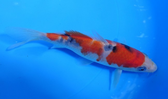 錦屋養鯉場 　大正三色　15cm　 錦鯉販売　通信販売　錦屋養鯉場