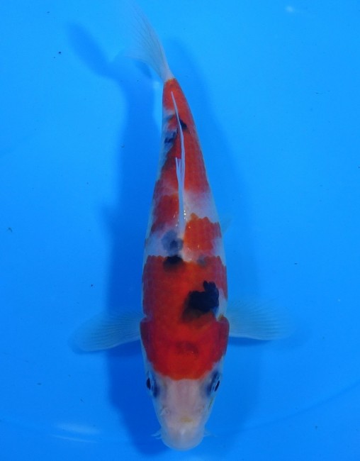 錦屋養鯉場 　大正三色　15cm　 錦鯉販売　通信販売　錦屋養鯉場