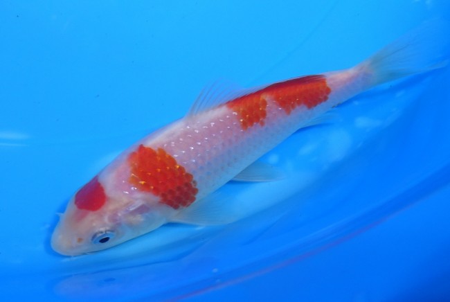 錦屋養鯉場 　パール銀鱗 紅白　12cm　 錦鯉販売　通信販売　錦屋養鯉場