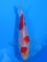  　パール銀鱗 紅白　12cm　 