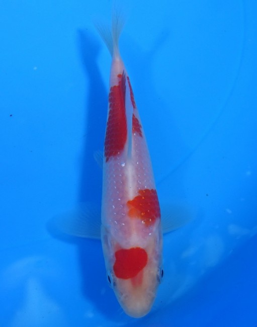 錦屋養鯉場 　パール銀鱗 紅白　12cm　 錦鯉販売　通信販売　錦屋養鯉場