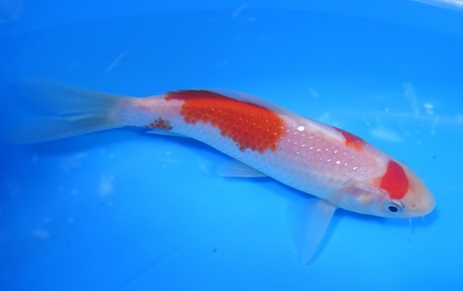 錦屋養鯉場 　パール銀鱗 紅白　12cm　 錦鯉販売　通信販売　錦屋養鯉場