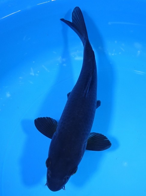 錦屋養鯉場 　カラス鯉　20cm　 錦鯉販売　通信販売　錦屋養鯉場