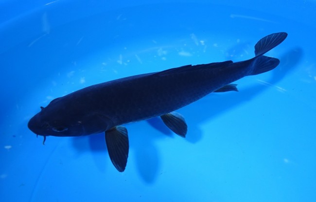 錦屋養鯉場 　カラス鯉　20cm　 錦鯉販売　通信販売　錦屋養鯉場