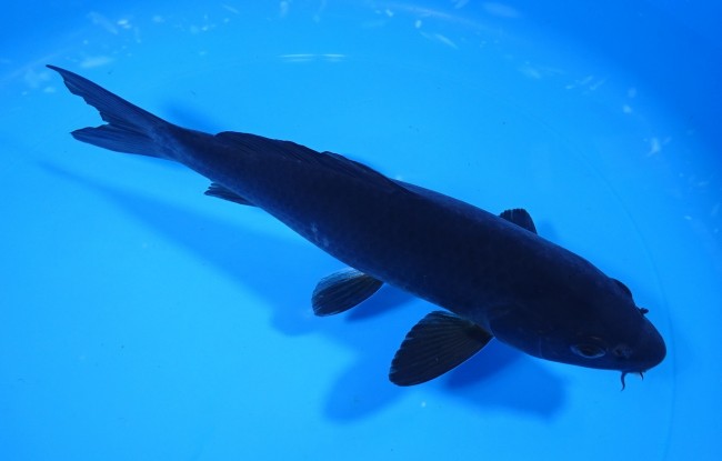 錦屋養鯉場 　カラス鯉　20cm　 錦鯉販売　通信販売　錦屋養鯉場