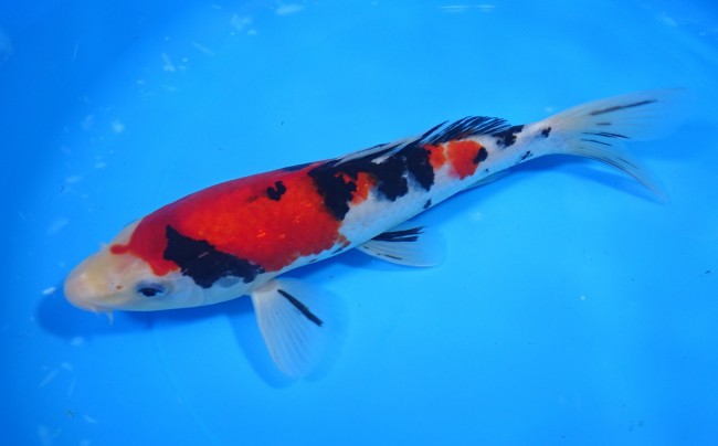 錦屋養鯉場 　大正三色　22cm　 錦鯉販売　通信販売　錦屋養鯉場