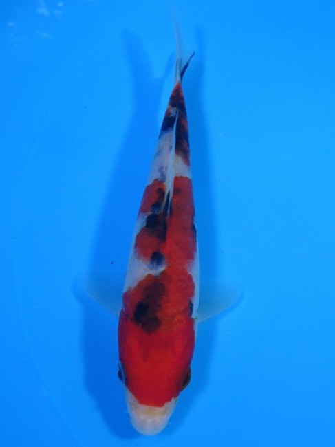 錦屋養鯉場 　大正三色　15cm　 錦鯉販売　通信販売　錦屋養鯉場