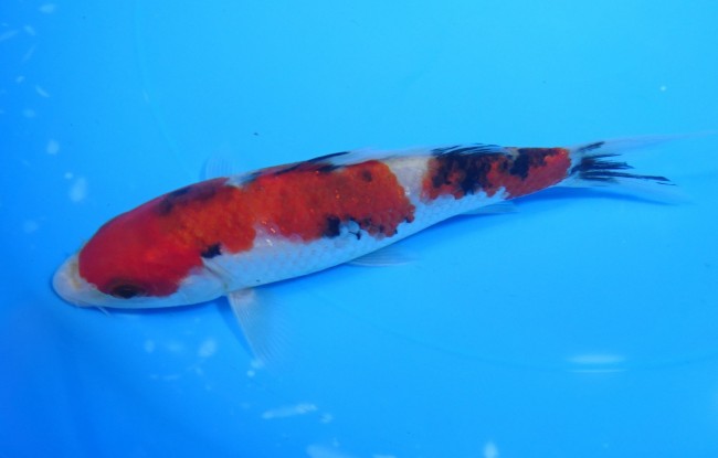 錦屋養鯉場 　大正三色　15cm　 錦鯉販売　通信販売　錦屋養鯉場