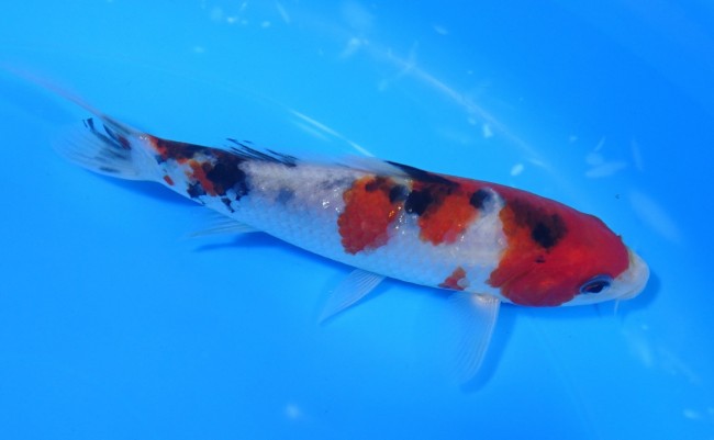 錦屋養鯉場 　大正三色　15cm　 錦鯉販売　通信販売　錦屋養鯉場