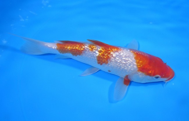 ダイヤ銀鱗 紅白 18cm 錦屋養鯉場 ダイヤ銀鱗 紅白 18cm 錦鯉販売 通信販売 錦屋養鯉場