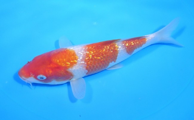 ダイヤ銀鱗 紅白 18cm 錦屋養鯉場 ダイヤ銀鱗 紅白 18cm 錦鯉販売 通信販売 錦屋養鯉場