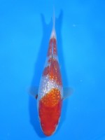  　ダイヤ銀鱗 紅白　18cm 　