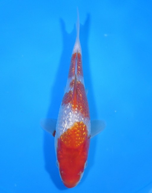 ダイヤ銀鱗 紅白 18cm 錦屋養鯉場 ダイヤ銀鱗 紅白 18cm 錦鯉販売 通信販売 錦屋養鯉場