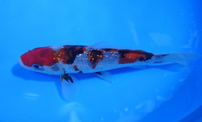 錦屋養鯉場 　ダイヤ銀鱗 昭和三色　16cm　 錦鯉販売　通信販売　錦屋養鯉場