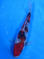  　ダイヤ銀鱗 昭和三色　16cm　 