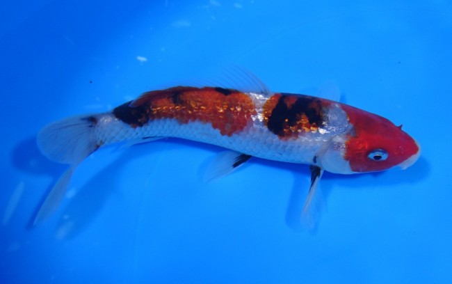 錦屋養鯉場 　ダイヤ銀鱗 昭和三色　16cm　 錦鯉販売　通信販売　錦屋養鯉場