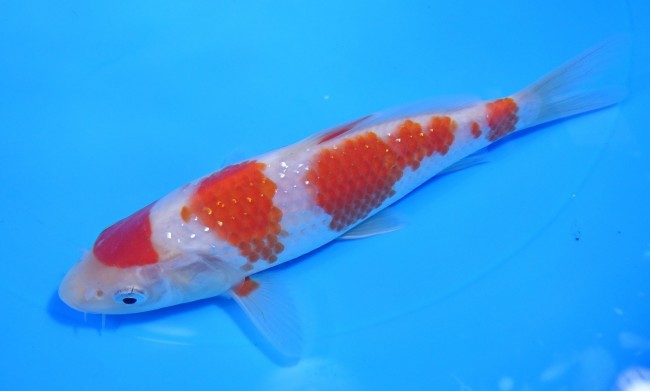 錦屋養鯉場 　パール銀鱗 紅白　16cm　 錦鯉販売　通信販売　錦屋養鯉場