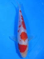  　パール銀鱗 紅白　16cm　 