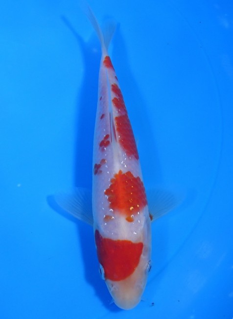 錦屋養鯉場 　パール銀鱗 紅白　16cm　 錦鯉販売　通信販売　錦屋養鯉場