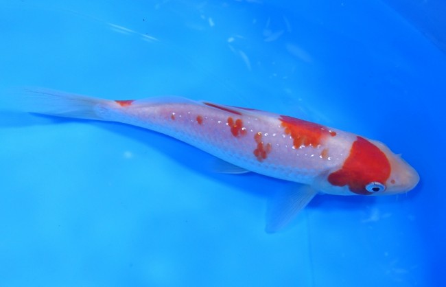 錦屋養鯉場 　パール銀鱗 紅白　16cm　 錦鯉販売　通信販売　錦屋養鯉場