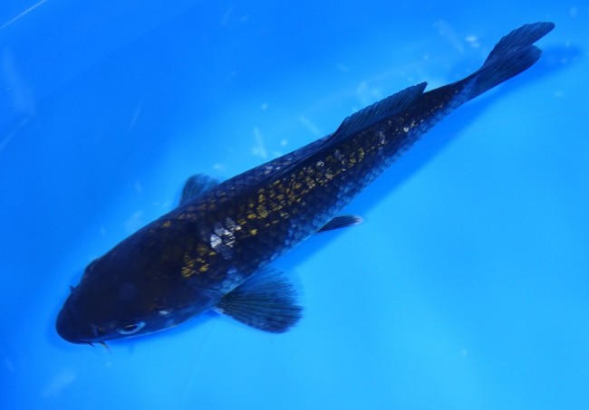 流れ星 17cm 錦屋養鯉場 流れ星 17cm 錦屋養鯉場 錦鯉販売 通信販売