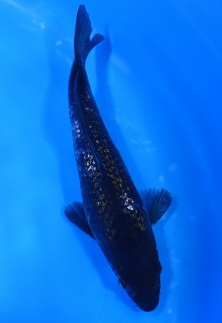 流れ星 17cm 錦屋養鯉場 流れ星 17cm 錦屋養鯉場 錦鯉販売 通信販売