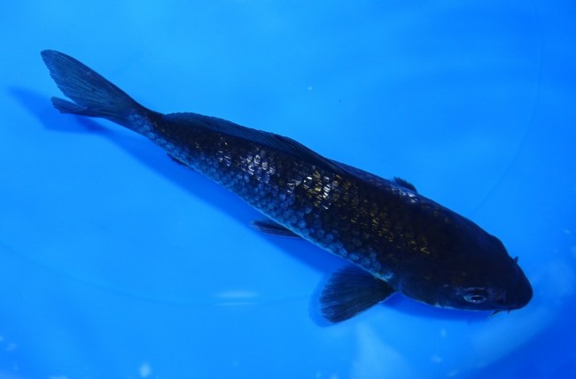 流れ星 17cm 錦屋養鯉場 流れ星 17cm 錦屋養鯉場 錦鯉販売 通信販売