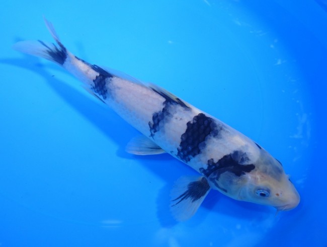 白写り 23cm 錦屋養鯉場 白写り 23cm 錦鯉販売 通信販売 錦鯉養鯉