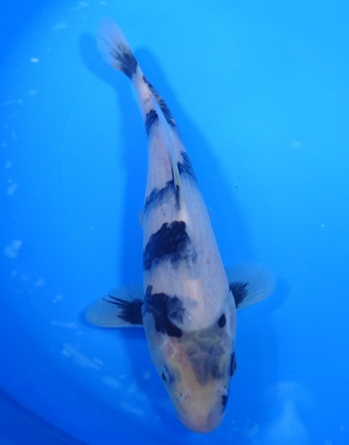 白写り 23cm 錦屋養鯉場 白写り 23cm 錦鯉販売 通信販売 錦鯉養鯉