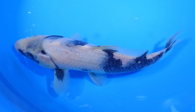 白写り 23cm 錦屋養鯉場 白写り 23cm 錦鯉販売 通信販売 錦鯉養鯉