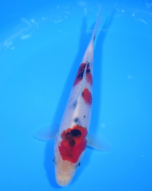 錦屋養鯉場 　大正三色　20cm　 錦鯉販売　通信販売　錦屋養鯉場