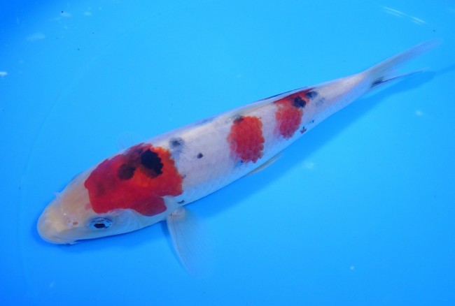 錦屋養鯉場 　大正三色　20cm　 錦鯉販売　通信販売　錦屋養鯉場