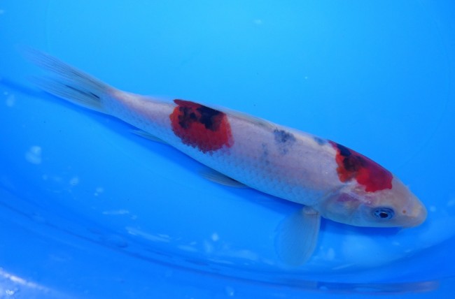 錦屋養鯉場 　大正三色　20cm　 錦鯉販売　通信販売　錦屋養鯉場