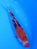  　口紅 大正三色　20cm　 