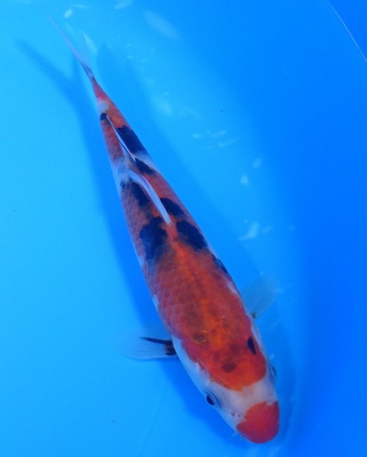 錦屋養鯉場 　口紅  大正三色　17cm　 錦鯉販売　通信販売　錦屋養鯉場