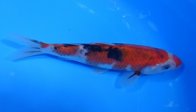 錦屋養鯉場 　口紅 大正三色　17cm　 錦鯉販売　通信販売　錦屋養鯉場