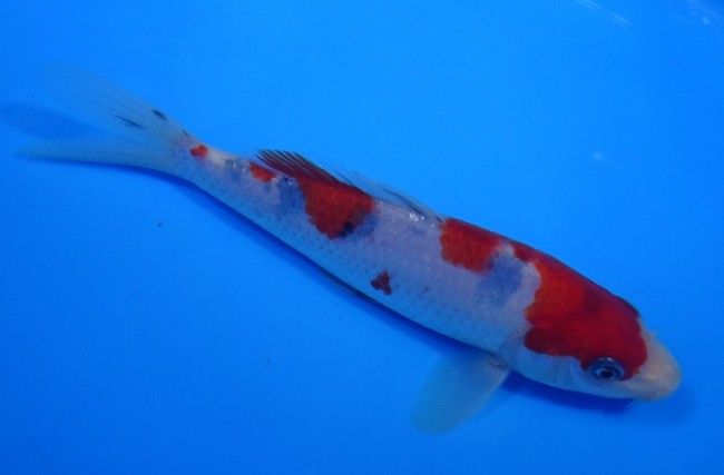 錦屋養鯉場 　大正三色　17cm　 錦鯉販売　通信販売　錦屋養鯉場