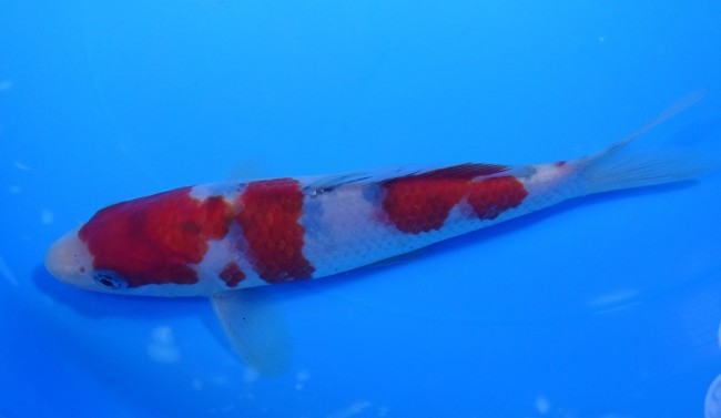 錦屋養鯉場 　大正三色　17cm　 錦鯉販売　通信販売　錦屋養鯉場