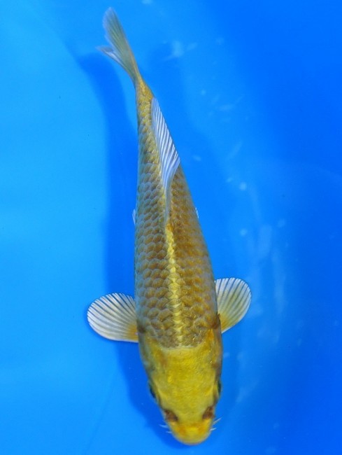 錦屋養鯉場　金銀張り分け松葉黄金　11cm　錦鯉　金魚　通信販売　錦屋養鯉場