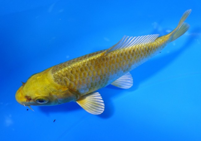 錦屋養鯉場　金銀張り分け松葉黄金　11cm　錦鯉　金魚　通信販売　錦屋養鯉場