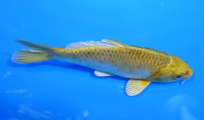 錦屋養鯉場　金銀張り分け松葉黄金　11cm　錦鯉　金魚　通信販売　錦屋養鯉場