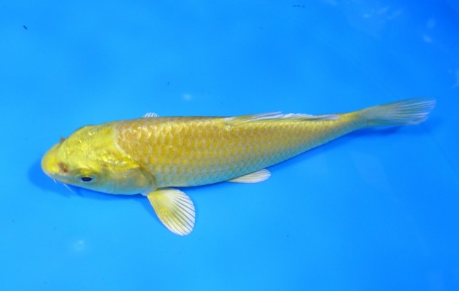 錦屋養鯉場 　黄金　12cm 　錦屋養鯉場 　錦鯉販売　通信販売