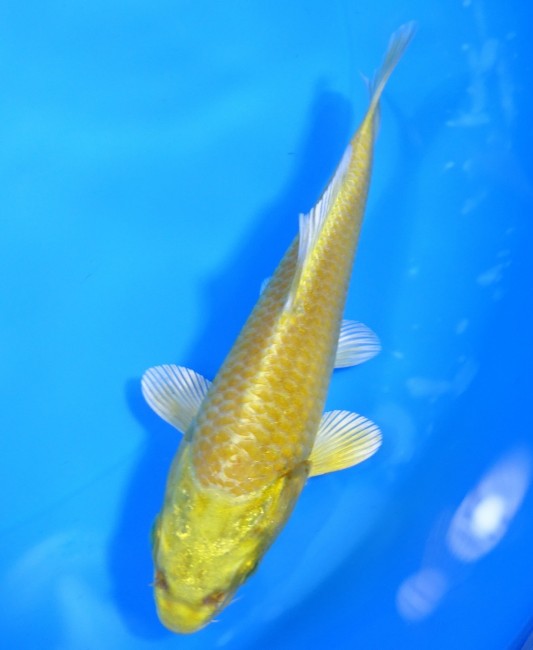 錦屋養鯉場 　黄金　12cm 　錦屋養鯉場 　錦鯉販売　通信販売