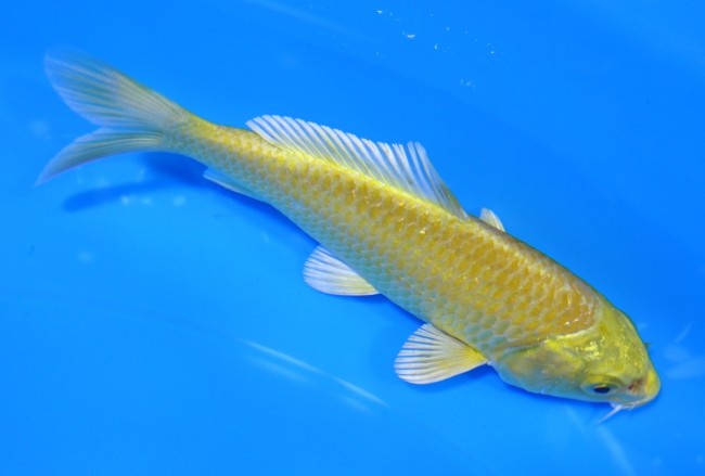 錦屋養鯉場 　黄金　12cm 　錦屋養鯉場 　錦鯉販売　通信販売