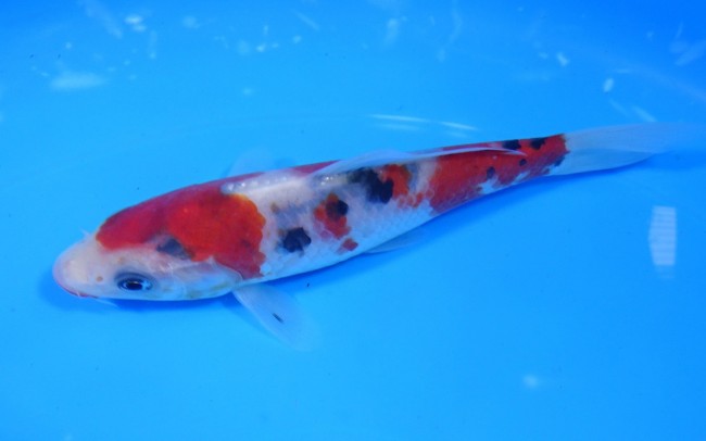 大正三色 14cm 錦屋養鯉場 大正三色 14cm 錦鯉販売 通信販売 錦屋養鯉場