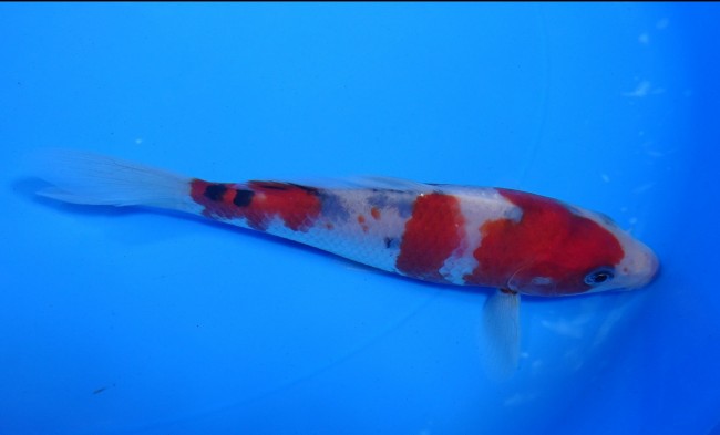 大正三色 14cm 錦屋養鯉場 大正三色 14cm 錦鯉販売 通信販売 錦屋養鯉場