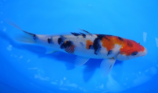 錦屋養鯉場 　大正三色　18cm　 錦鯉販売　通信販売　錦屋養鯉場