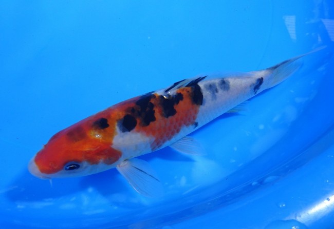 錦屋養鯉場 　大正三色　18cm　 錦鯉販売　通信販売　錦屋養鯉場